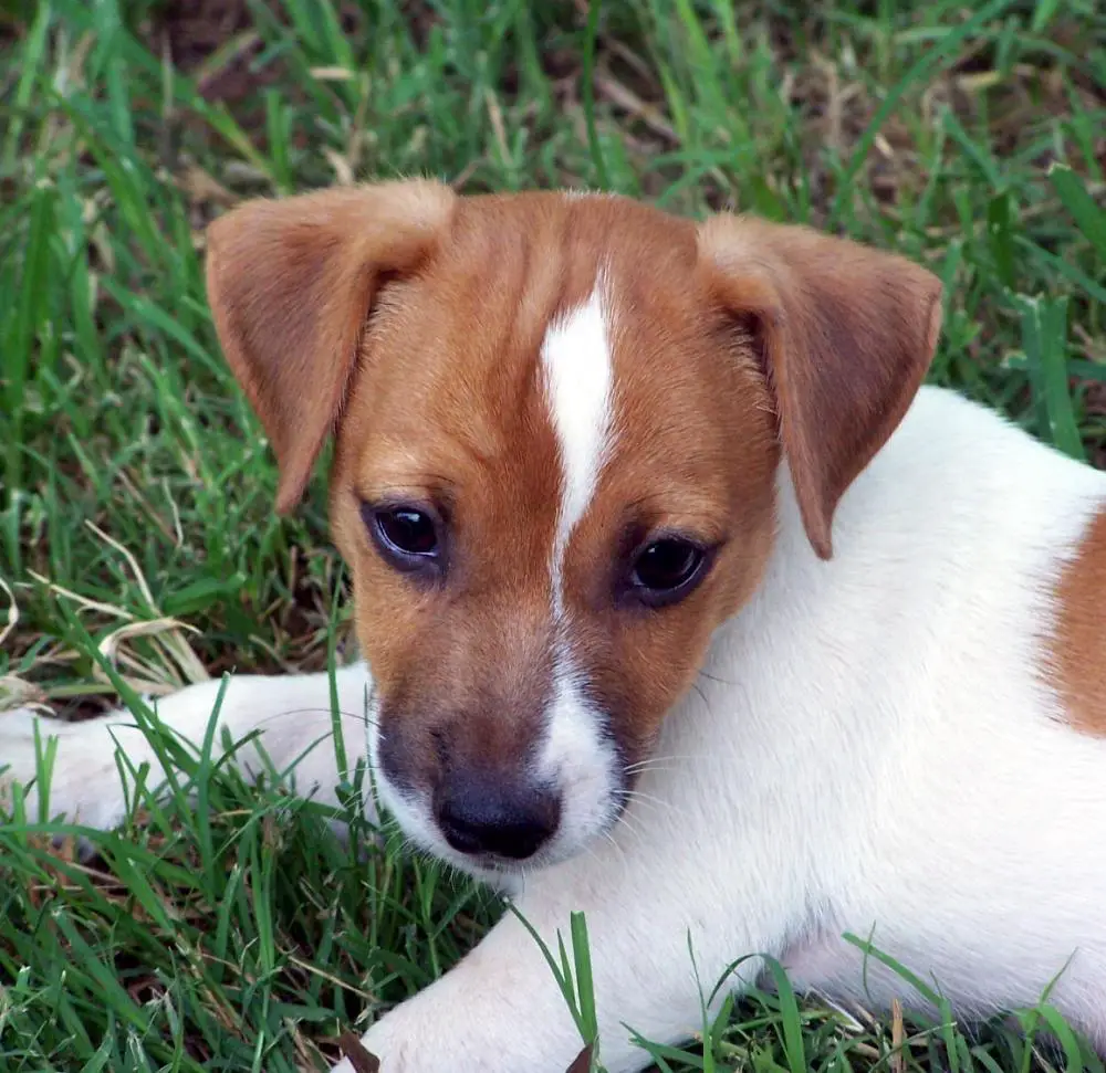 Scout - Jack Russell Terrier (Smooth) - Dog Breeds